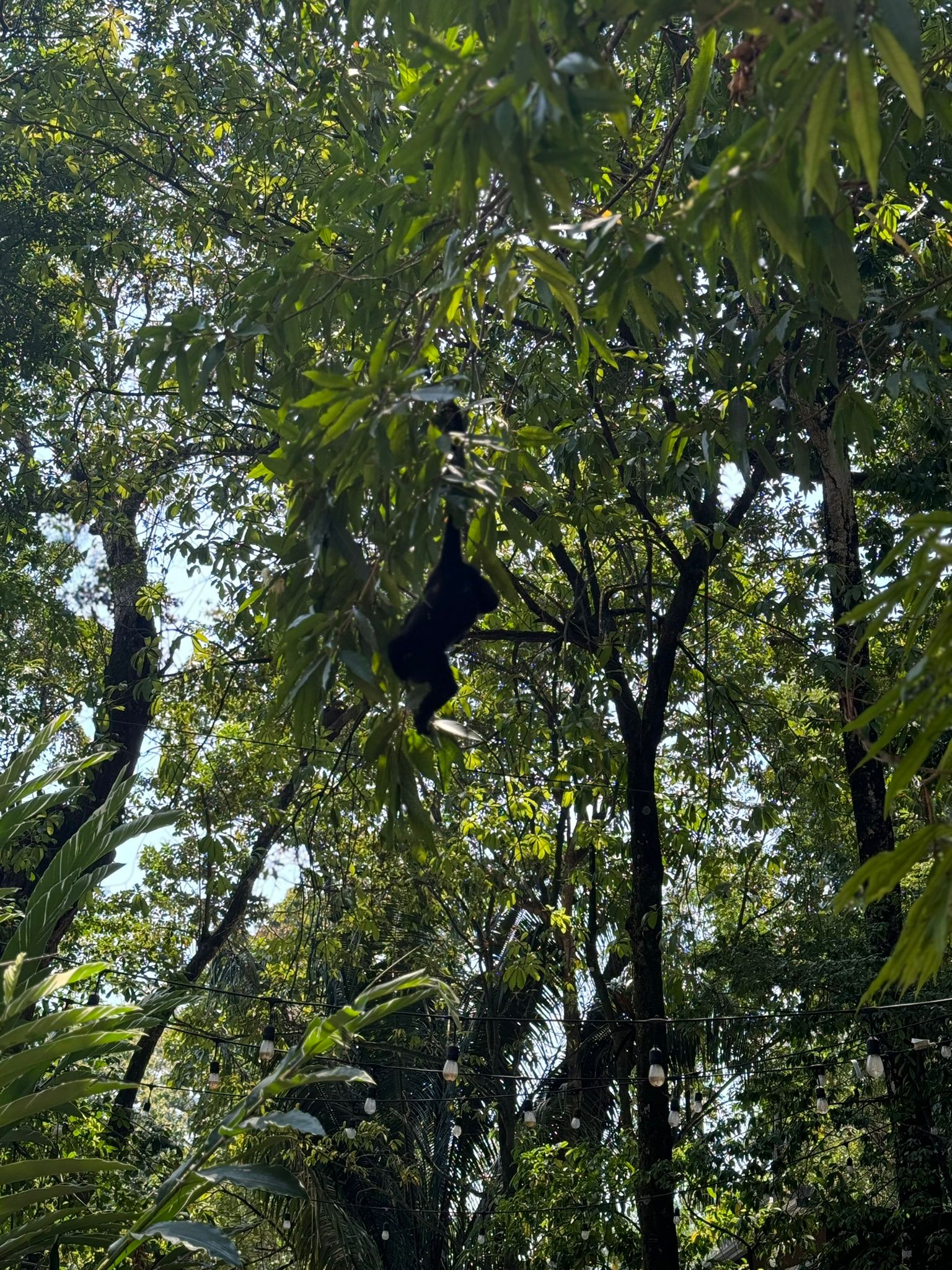 Cruce del Río Chacamax hacia La Ventana Palenque — el viaje es parte de la aventura