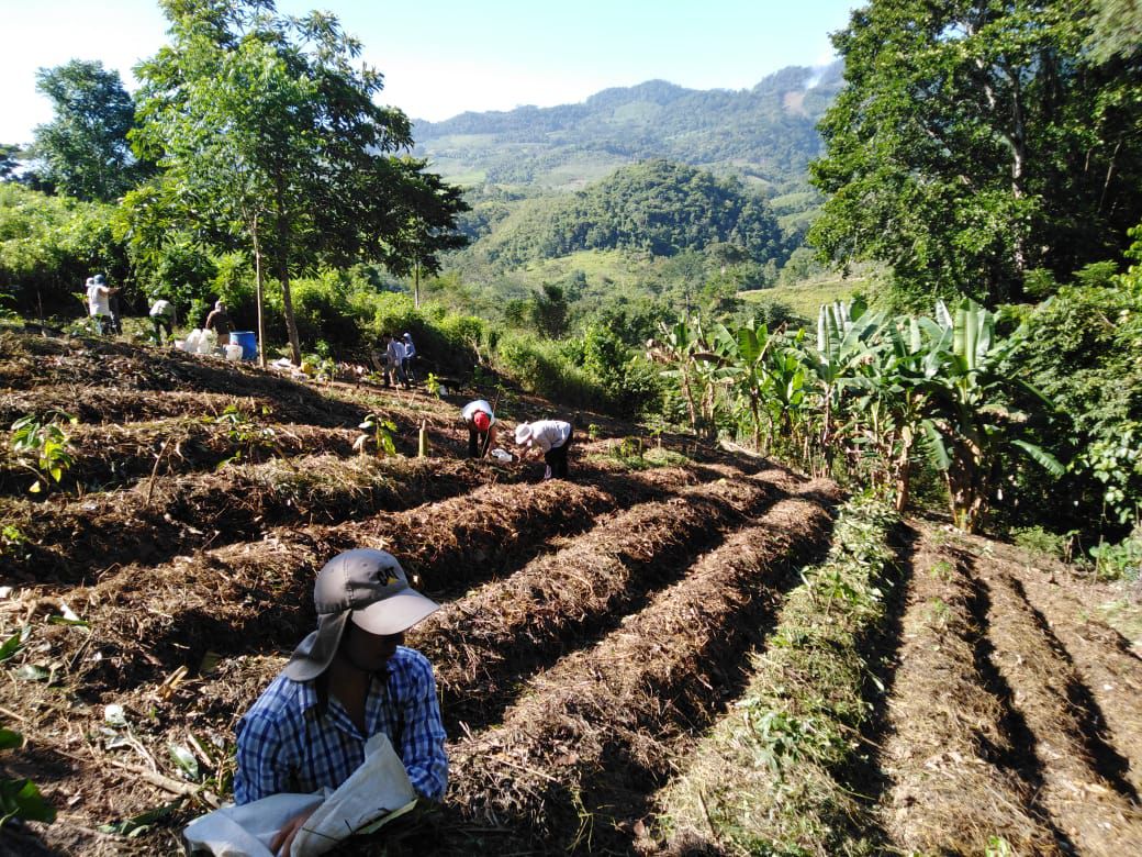 Cacao sagrado creciendo en la milpa maya — La Ventana